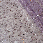 Lavender Purple